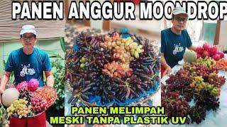 PANEN ANGGUR MOONDROP DIKEBUN SENDIRI TANPA PLASTIK UV