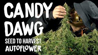 SEED to HARVEST Candy Dawg Autoflower World Cup SEEDSTOCKERS | Spider Farmer SE7000 LED Grow Light