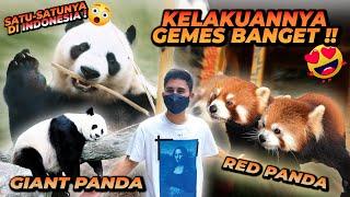 SATU SATU NYA PANDA DI INDONESIA !! GA SEMUA NEGARA PUNYA ! CUMA BISA LIAT DISINI !!