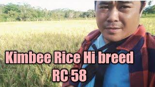 Kimbee Hi breed RC 58