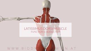 Latissimus Dorsi Functions Part 1: Adduction (3D ANIMATION)