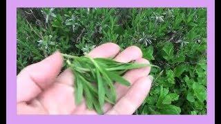 Lavender Leaves : Harvesting, Preserving, and Uses