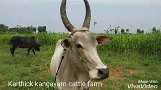 Kangayam cow