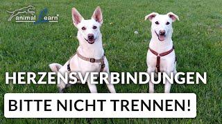 Die Unzertrennlichen: Hunde, die zusammengehören