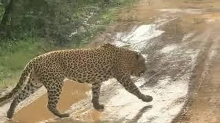 Beautiful animals in nature #jaguar #wildlife #sanwild wold