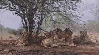 MEET: Jacada Safari Guides Chantelle and Glass at Singita Lembombo