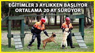 Depremde 78 Kişiyi Kurtaran Köpeklerin Branşlarını, Askeri Heyet Belirliyor