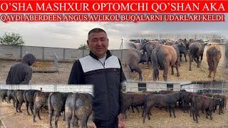 O’SHA MASHXUR QO’SHAN AKA QAYDI ABERDEEN ANGUS AVLIKO’L BUQALAR BILAN.NARXLARI HARDOIMGIDAY ARZON