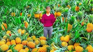 Harvesting Pineapple Goes To Market Sell - Repair The Rotten Bathroom | Tiểu Vân Daily Life
