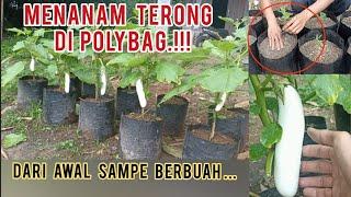 cara mudah menanam terong dari awal sampe panen.#terong #terongungu #garden