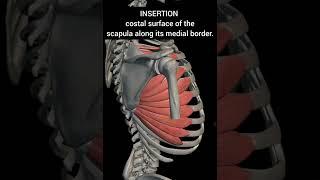 serratus anterior muscle with origin insertion Nerve supply #anatomy #1millionviews 1st year mbbs