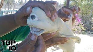 Top 10 Terrifying Fishing Discoveries We Should Have Thrown Back