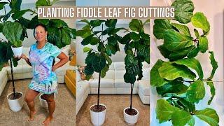 FIDDLE LEAF FIG PRUNING UPDATE + POTTING PLANT PROPAGATIONS