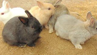 Rabbit Husbandry -- A Discussion About Rabbit Husbandry and Dropdown Nest Boxes