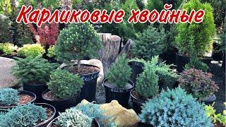 Хвойные растения карлики. Каменистый садик. Альпинарий. Идеальные сочетания растений. Красивый# САД