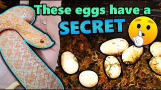 TWO Hognose Snakes Laid Eggs!!