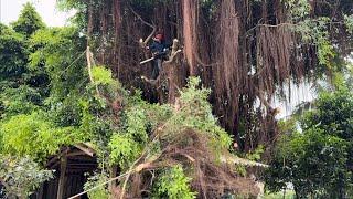 CUTTING DOWN DANGEROUS TREES - Helped him and his wife cut down a 100 year old tree