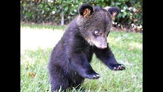 Bouncing Bear Cub BooBoo Playing With Lion Cubs