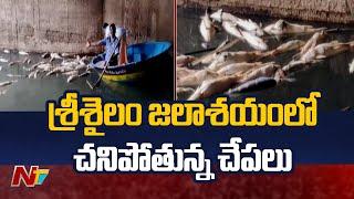 Fish Apocalypse in Srisailam Reservoir | Ntv