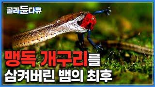 맹독 개구리가 눈 앞에서 뛰어다니자, 유혹을 참지 못하고 삼켜버린 뱀의 최후│험난한 자연에서 몸을 지키기 위해 사람도 죽이는 맹독을 품은 '독화살 개구리'│#다큐프라임│#골라듄다큐