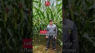 Обзор гибрида силосной кукурузы LG Эмелин #LG_Seeds_Russia #Лимагрен #кукуруза #силос