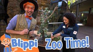 Blippi's Awesome San Diego Zoo Adventure | Blippi | Kids Show | Toddler Learning Cartoons