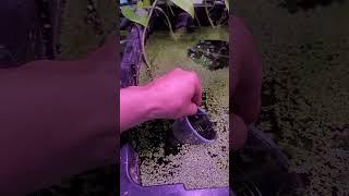 how to remove duckweed from a fish tank
