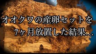 【オオクワガタ】7ヶ月前に組んだオオクワガタの産卵セットを割り出していくの巻〜