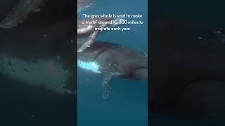 Facts about Whales