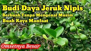 MELIHAT PERKEMBANGAN TANAMAN JERUK NIPIS #jeruknipis #tanamanjeruk #kebunjeruk