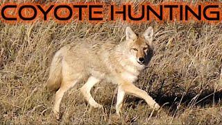 Incredible Coyote Hunting Footage In 4k  | 6 Action Packed Stands, 7 Coyotes Down! Family Hunting