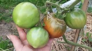 Сорта томатов открытого грунта Нижегородская обл