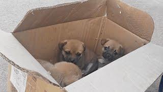 Three little local dogs were abandoned in the street  and no one helped them all night. They were s