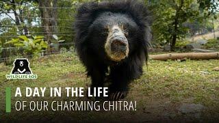 A Day In The Life Of Our Charming Chitra!