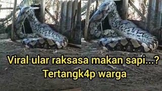 VIRAL ULAR PYTHON RAKSASA TERTANGK4P MEMAK4N SAPI MILIK WARGA,KOK BISA....