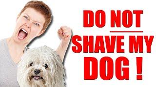 3 Reasons Why Matted Dogs Get Shaved