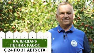 Основной обзор работ в саду и огороде в августе.