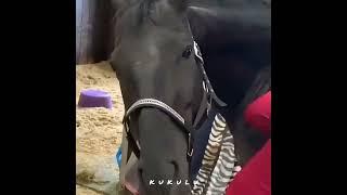 Girl's ass massage by horse|ماساژ دادن اسب برای دختر#horse #animals #sexy #girl #حصان #دختر #اسب