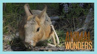 Hangout with Chili Pepper the Patagonian Cavy