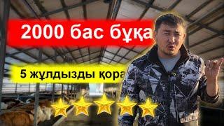 5 жұлдызды бұқа бордақылау қорасы 2000 бас бұқаға арналған 4 sala дробилка