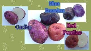 The Last of the Potatoes: Blue Russian, Caribe, Red Pontiac