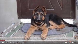 АГРЕССИВНЫЙ ЩЕНОК Немецкой овчарки. Aggressive puppy. Одесса.