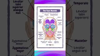 Face Muscles - Anatomy