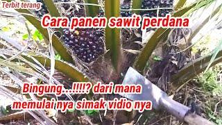 Cara panen sawit perdana, cara panen sawit buah pasir