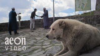 Following street dogs in an ancient Turkish city | Stray in Kars