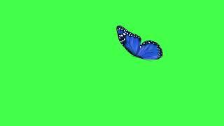 Butterfly flying - Green screen (no copyright, Royalty free)