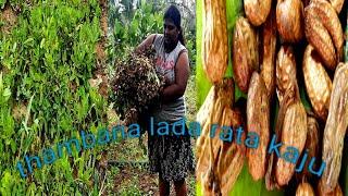 Thambapu rata kaju in srilanka village life ️nelu village life️