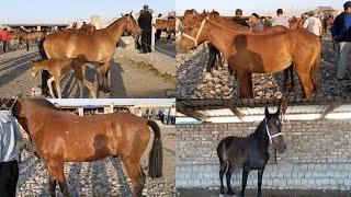 Сурхандарё сариосиё пайшанба от бозори