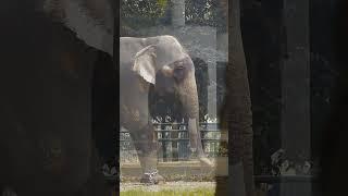 Elephant at Bangladesh National Zoo, Mirpur #chiriakhana #elephants #zoo #animals #dhaka #bangladesh