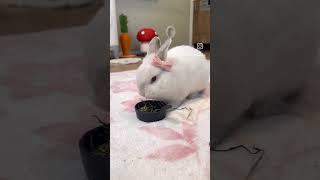 White cute rabbit #trending #shorts#rabbit #viralvideo